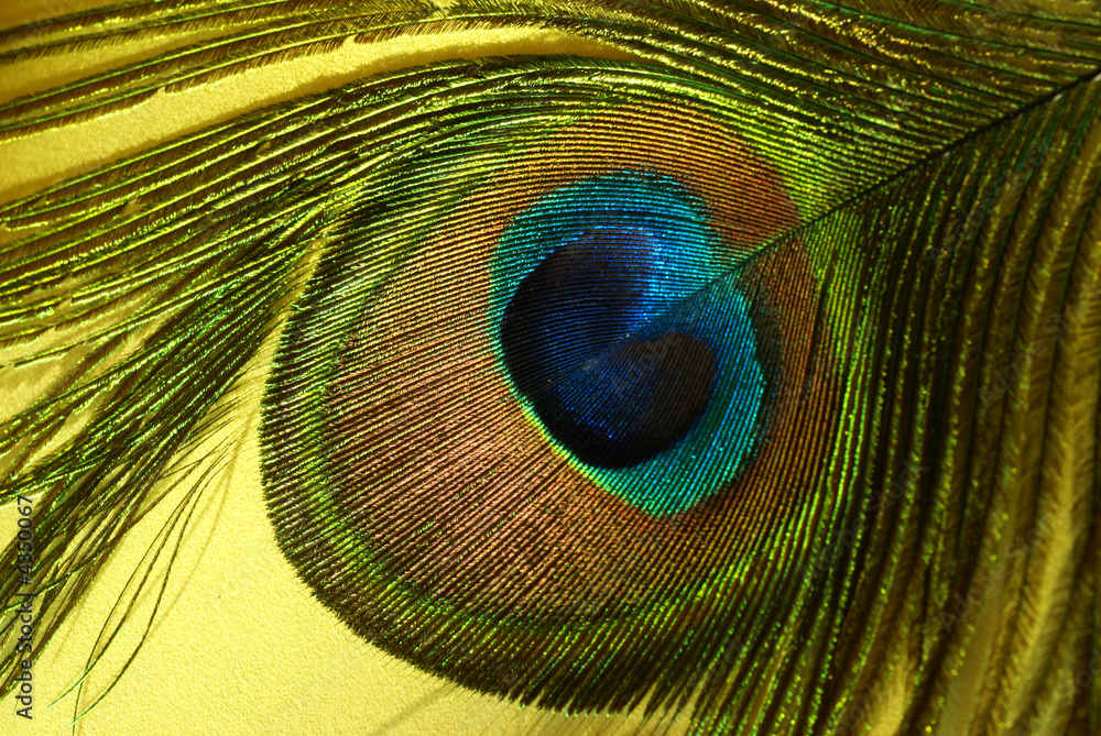 Naklejka premium Peacock feather