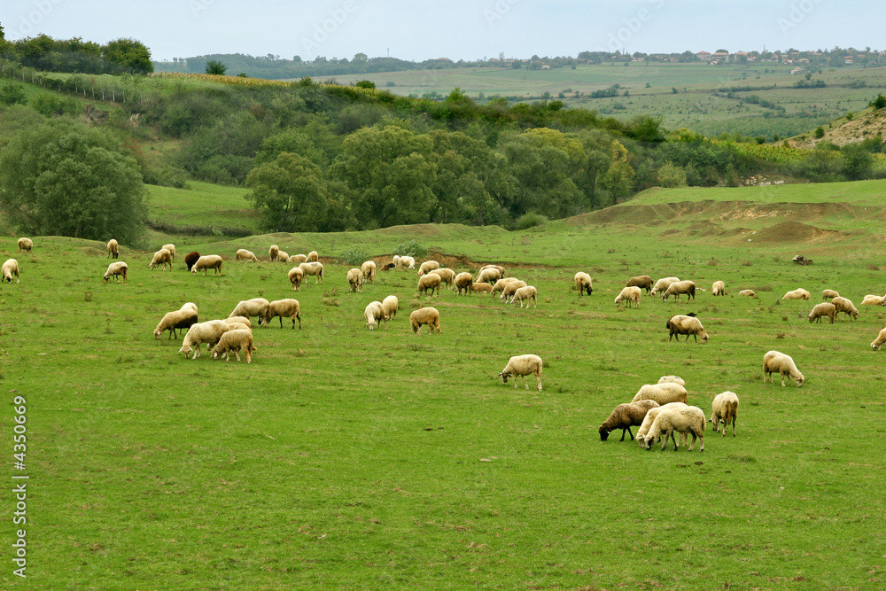 landscape with pasturing  herd of sheeps
