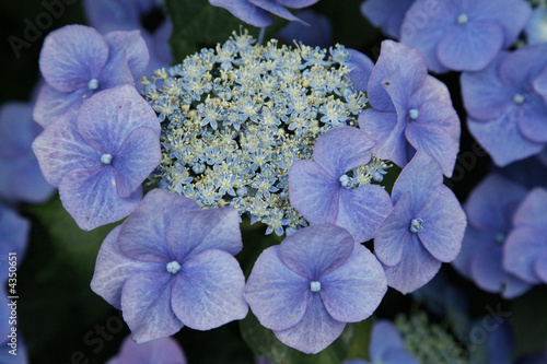 Blue flower