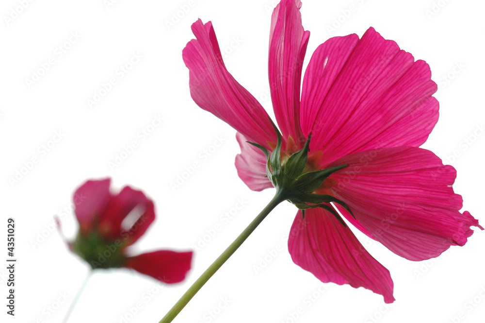 Fototapeta premium Cosmea 2