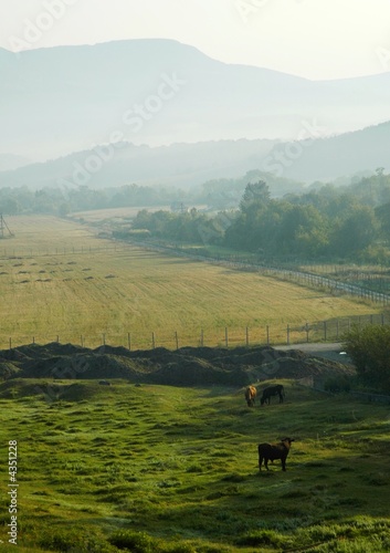 Rural landscape with cows and mountains in background, Ukraine