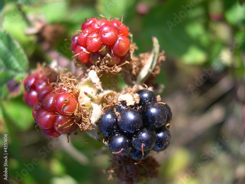 moras
