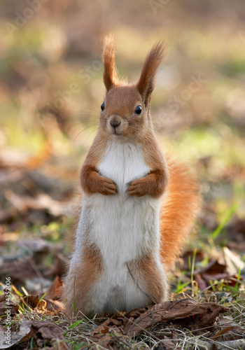 Red squirrel