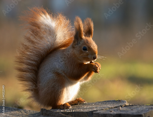 Eating squirrel