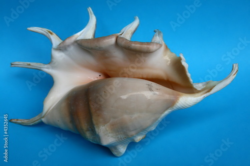 The sea-shell