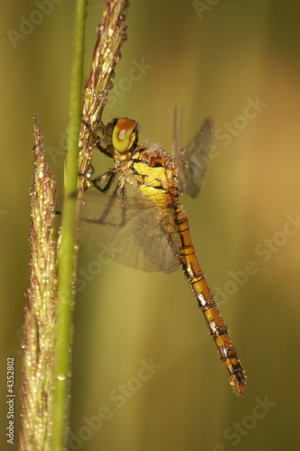  Dragonfly Sympetrum vulgatum in morning's dew photo