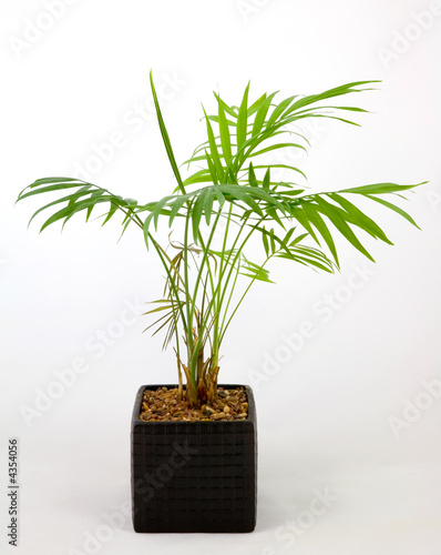 Pot plant (Chamaedorea)