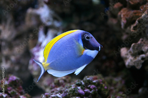 Powder-Blue Sergeonfish Scientific : Acanthurus leucosternon 