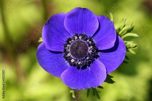 Anemone - blue flower