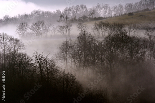 Forêt couverte par une couche de brouillard.