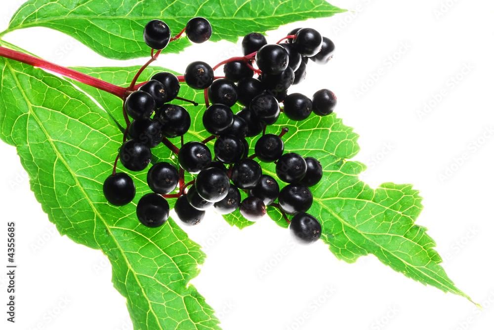 elder berries on white background