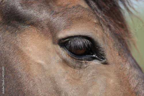 Close up of a horse s eye.