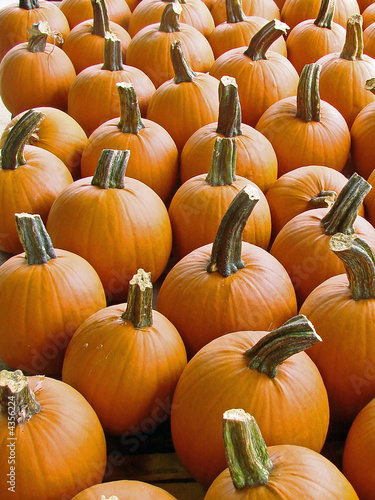 Pumpkins For Sale
