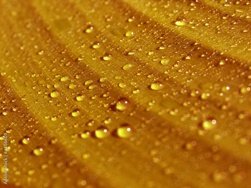 autumn rain autumn rain