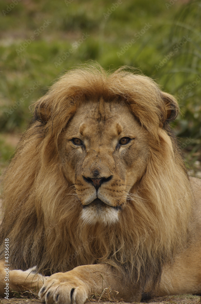 African lion portrait 4