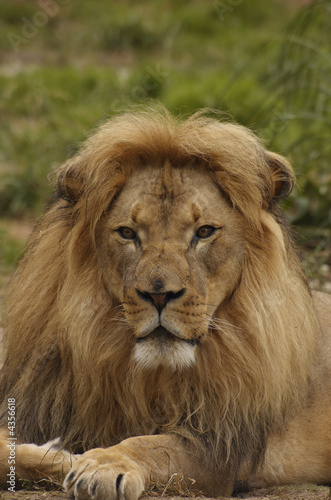 African lion portrait 4