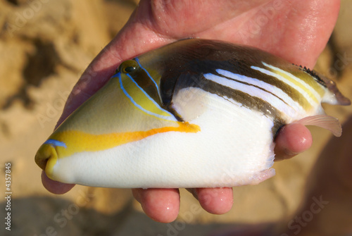 Tropical fish from Indian Ocean photo