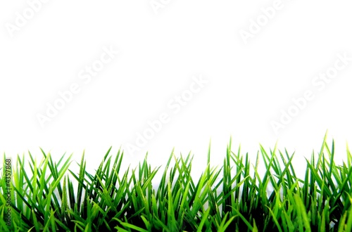 wiese pur