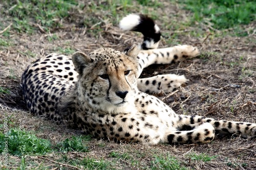 African Cheetah