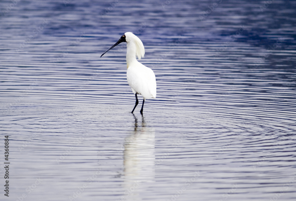 Royal Spoonbill Royal Spoonbill