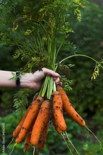 carrots