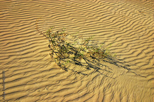 Dune