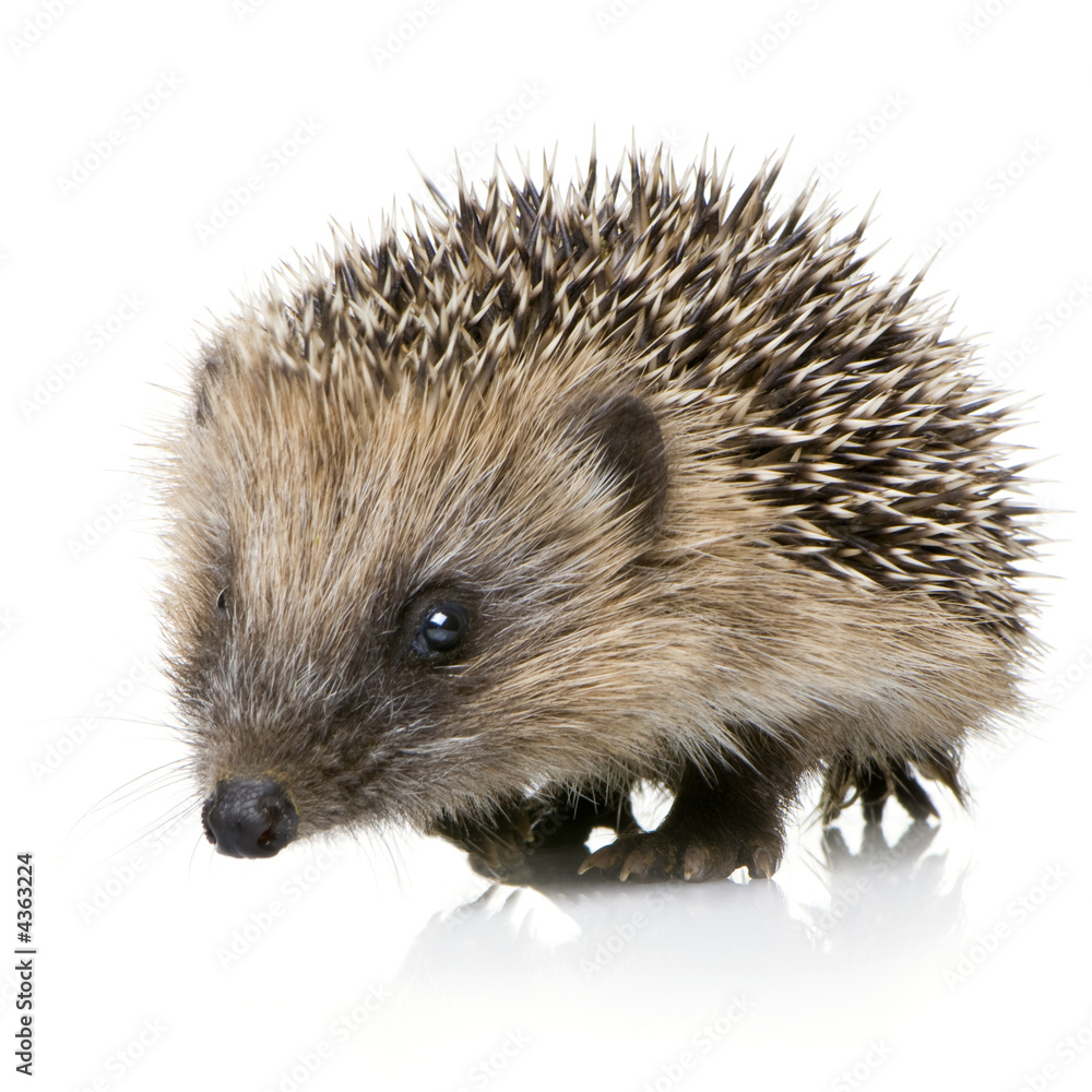 Obraz premium hedgehog (1 months)
