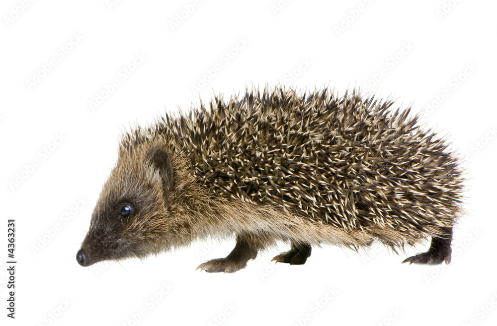hedgehog (1 months) hedgehog (1 months)