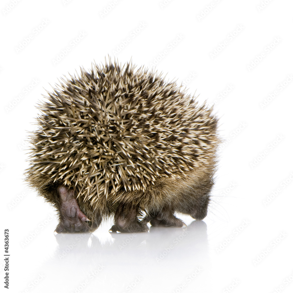 Obraz premium hedgehog (1 months)