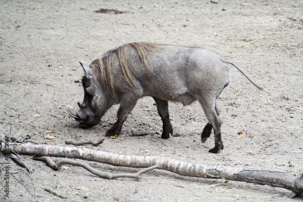Fototapeta premium Male warthog