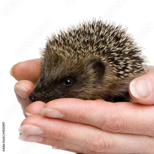hedgehog (1 mounths) © Eric Isselée