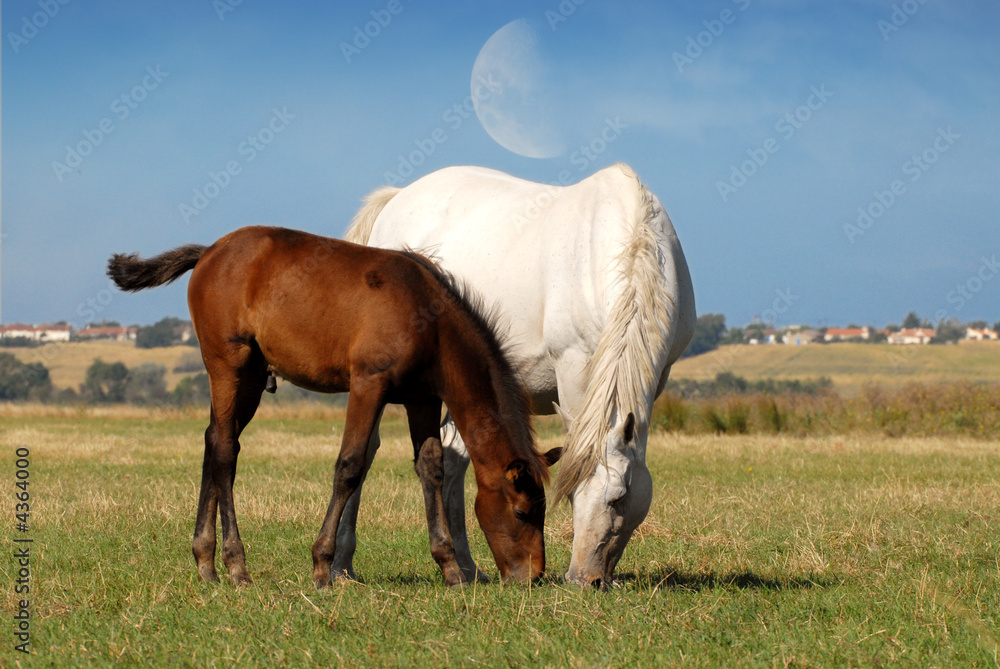 Obraz premium poulain et sa mère broutant sous la lune