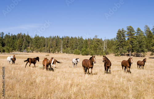Wild Horse Herd © searagen