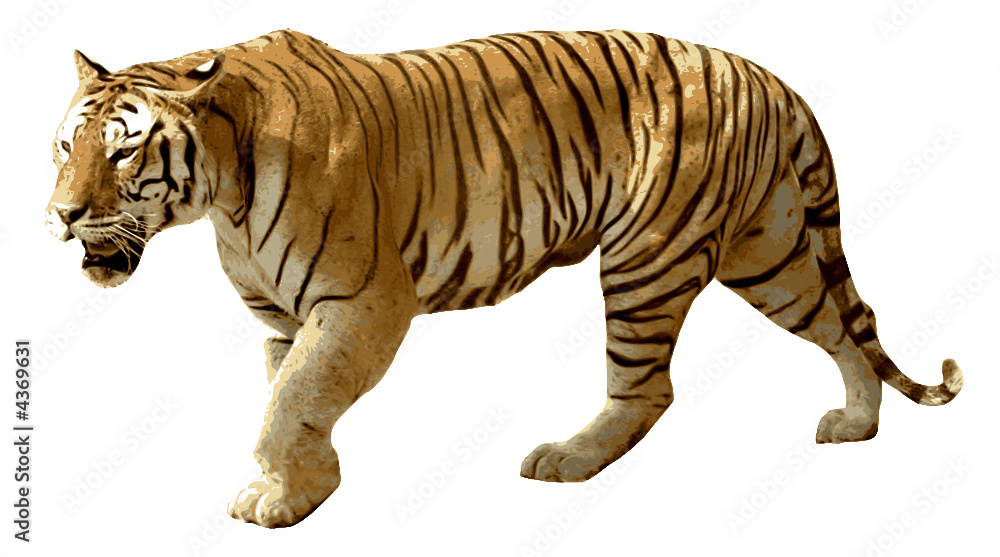 Obraz premium Tigre