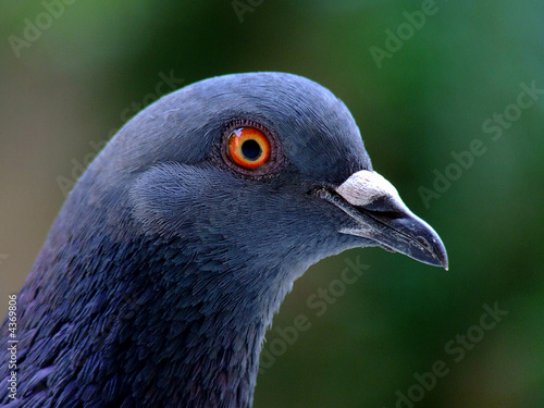 Blue pigeon bird portrait photo