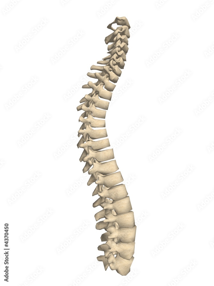 spinal column spinal column
