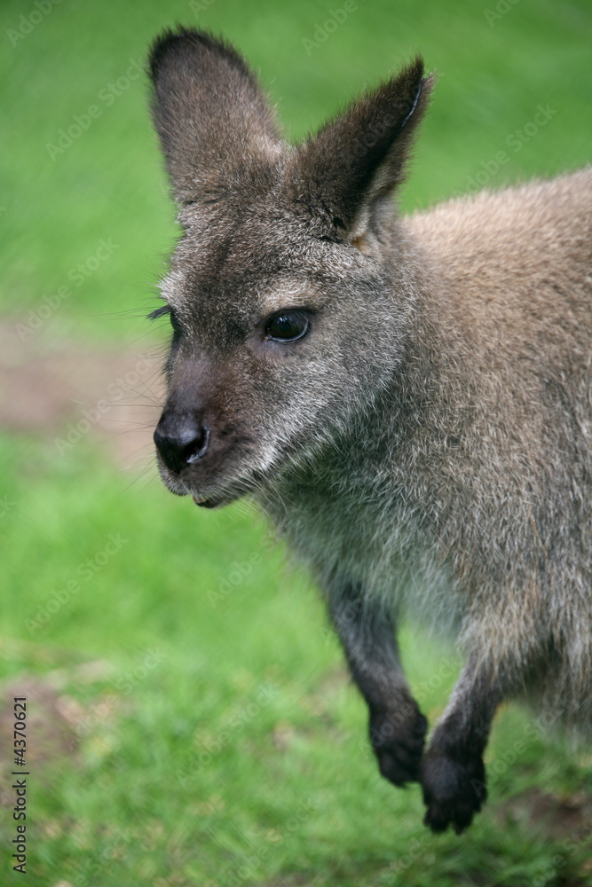 Rotnackenwallaby Rotnackenwallaby