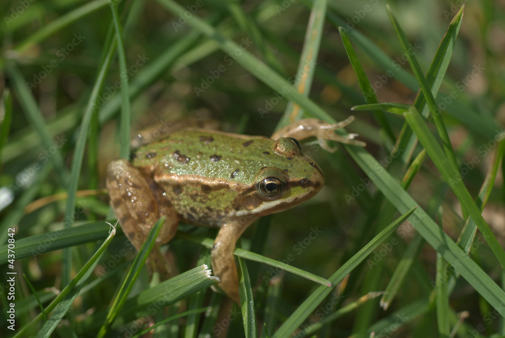kleiner Frosch kleiner Frosch