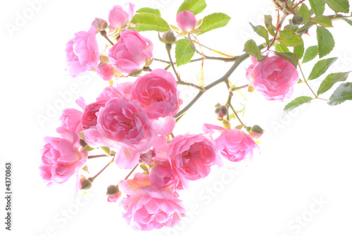 pink roses