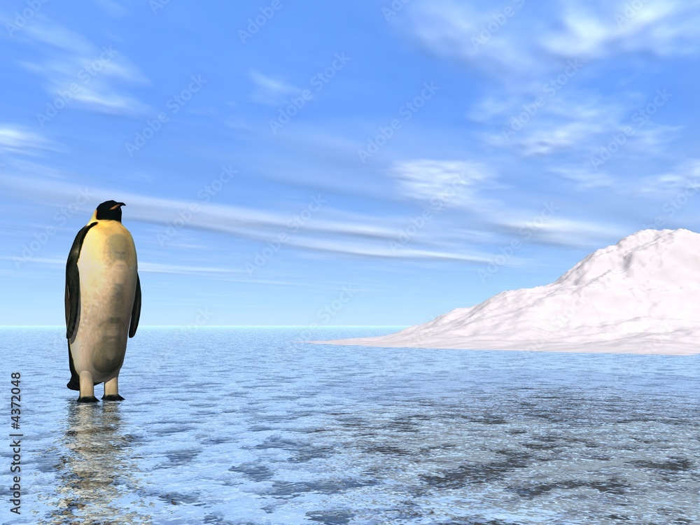 Fototapeta premium Penguin