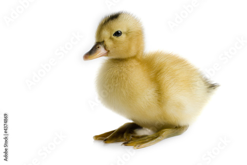 Little Duckling