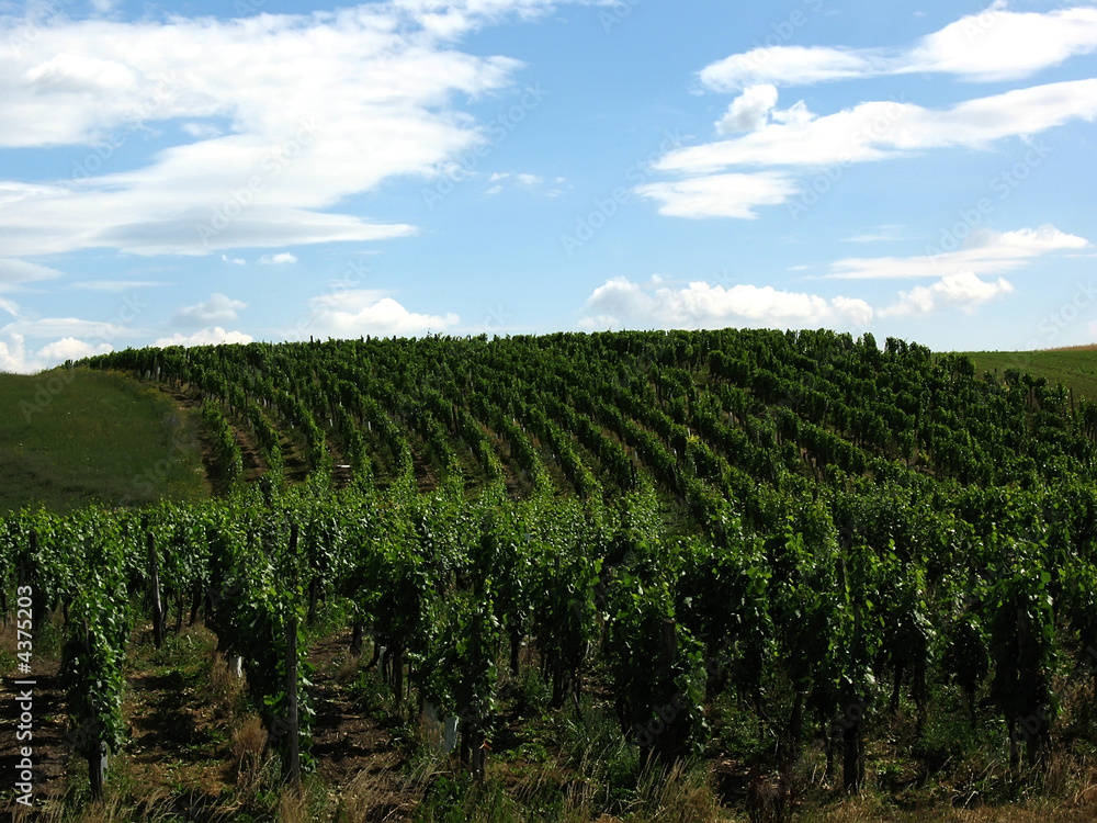 vineyard