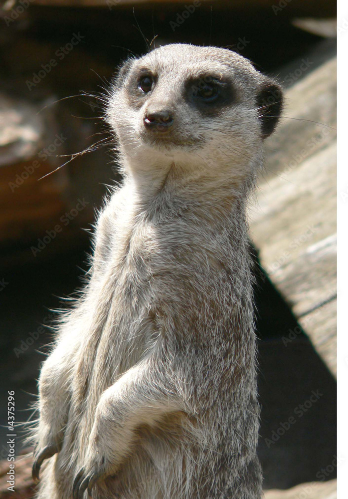 Fototapeta premium What you looking at?
