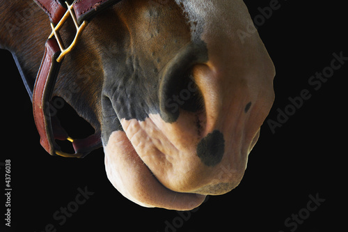 Horse Lips