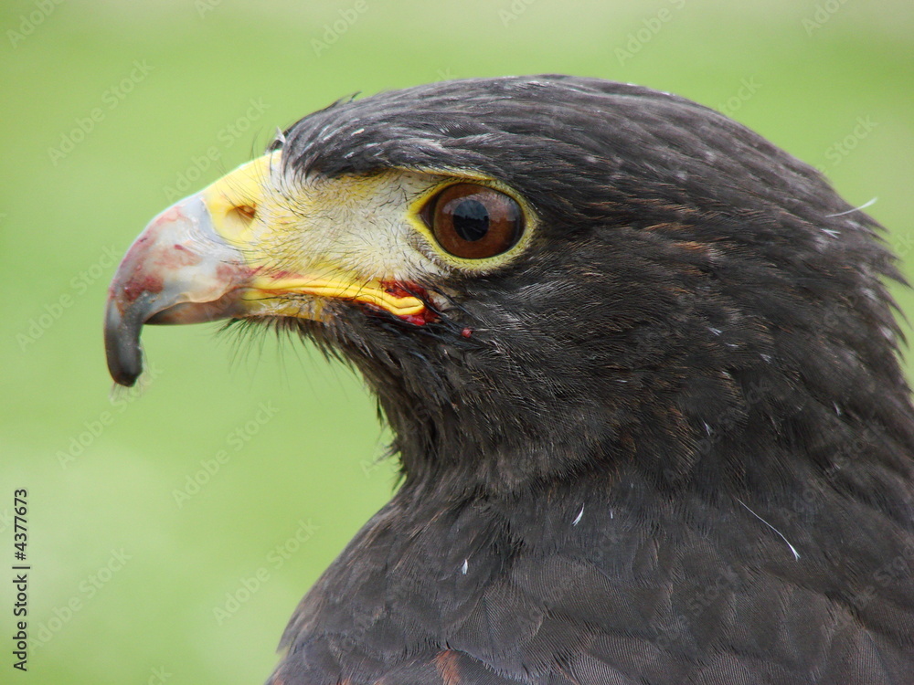 Fototapeta premium Harris Hawk (parabuteo unicinctus) Close-Up w/blood on beak