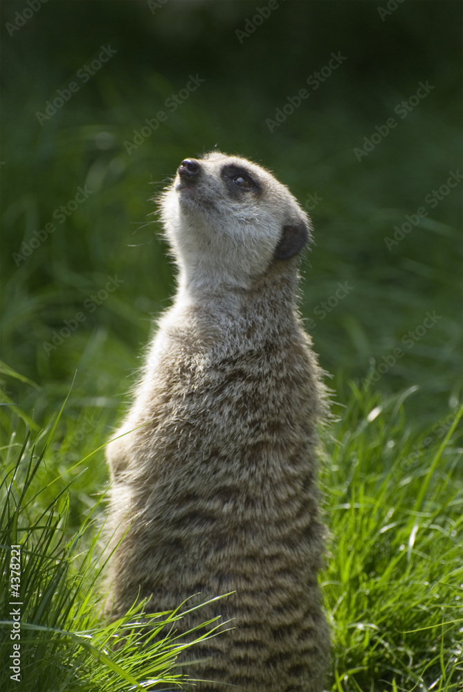 Fototapeta premium Merrkat keeping a watchful eye