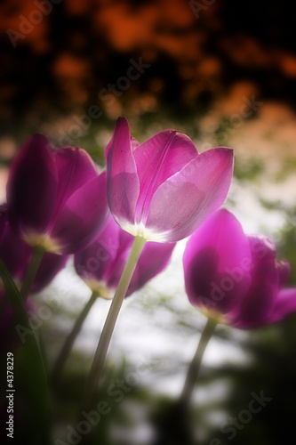 FLOWER 