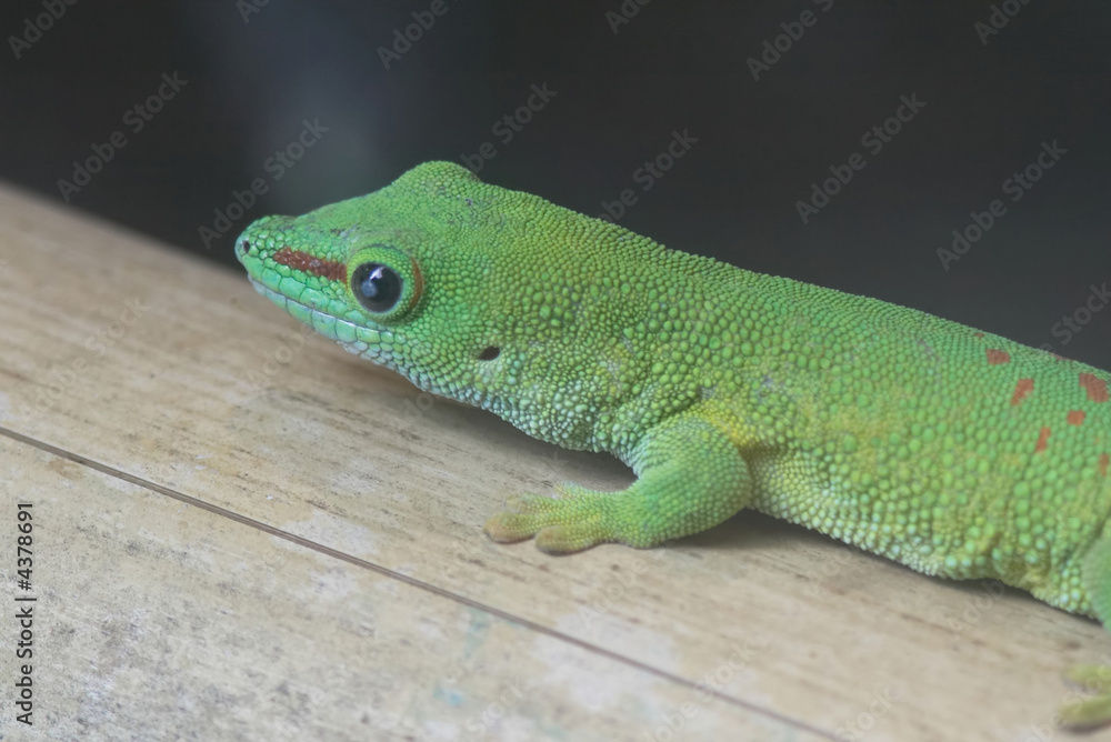 giant Madagascar day gecko giant Madagascar day gecko