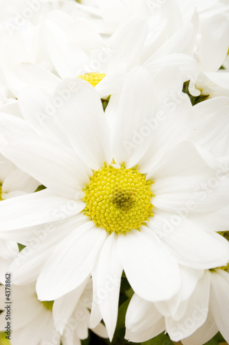 White gerbera daisies