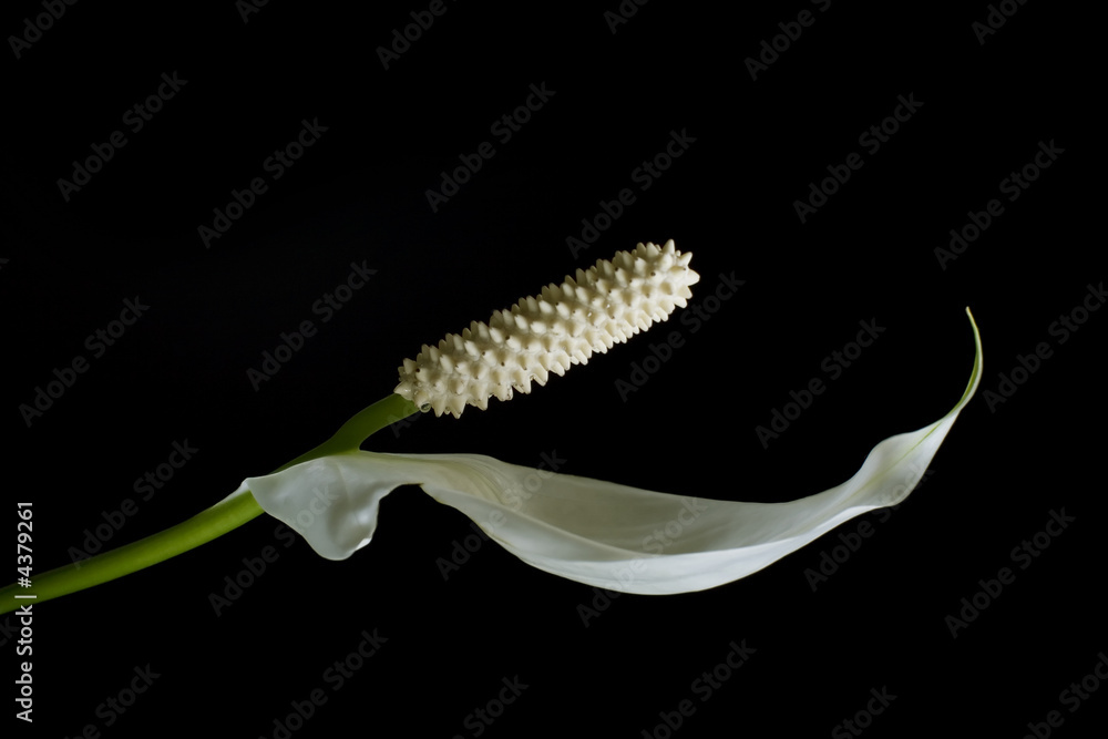 Fototapeta premium peace lily side view